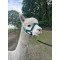 Alpaca halster
